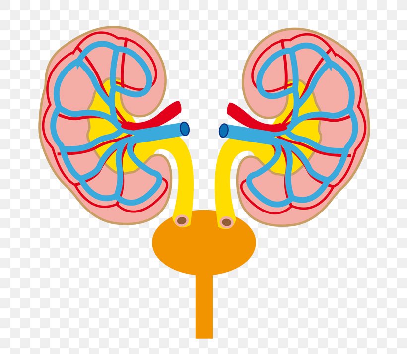 Nephrology Pediatrics Disease Medicinsk Specialitet Urology, PNG, 800x713px, Watercolor, Cartoon, Flower, Frame, Heart Download Free