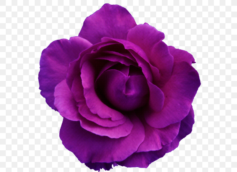 Garden Roses, PNG, 600x595px, Violet, Annual Plant, Artificial Flower, Cut Flowers, Floribunda Download Free