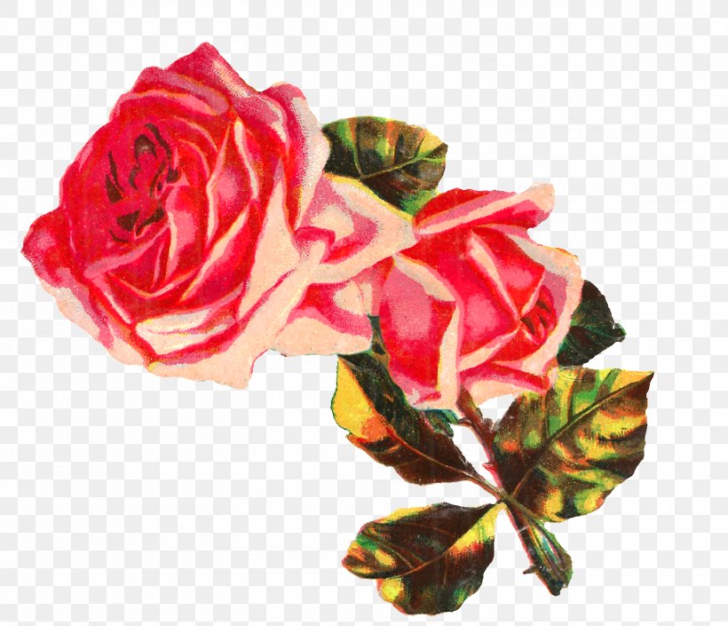 Garden Roses Centifolia Roses Floribunda Cut Flowers, PNG, 1500x1291px, Garden Roses, Artificial Flower, Centifolia Roses, Cut Flowers, Floral Design Download Free