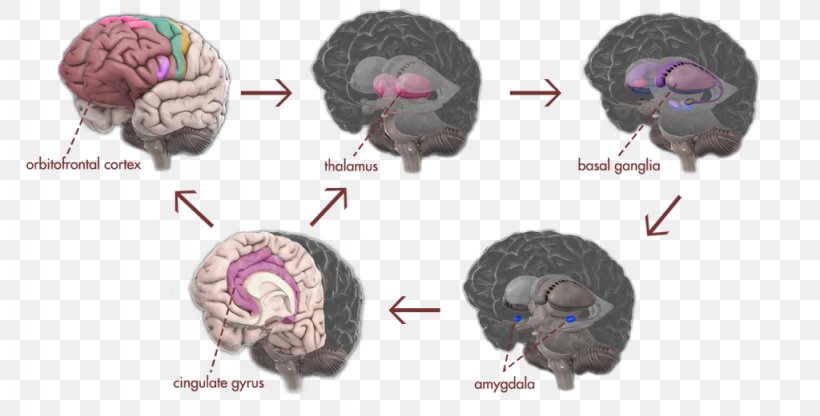 Obsessive–compulsive Disorder Brain Scrupulosity Compulsive Behavior Amygdala, PNG, 1024x520px, Watercolor, Cartoon, Flower, Frame, Heart Download Free