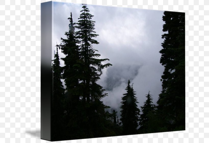 Spruce-fir Forests Pine, PNG, 650x560px, Spruce, Biome, Cloud, Conifer, Conifers Download Free
