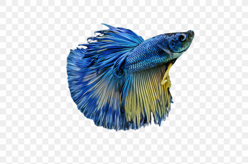 Blue Electric Blue Tail Fish, PNG, 2452x1632px, Blue, Electric Blue, Fish, Tail Download Free