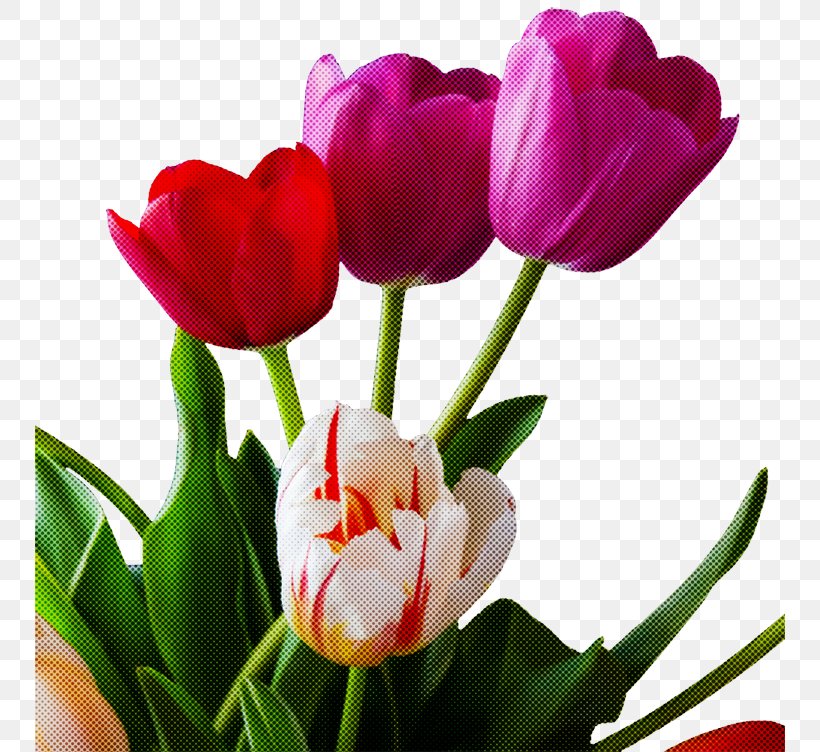Flower Flowering Plant Petal Tulip Plant, PNG, 750x752px, Flower, Cut Flowers, Flowering Plant, Petal, Pink Download Free