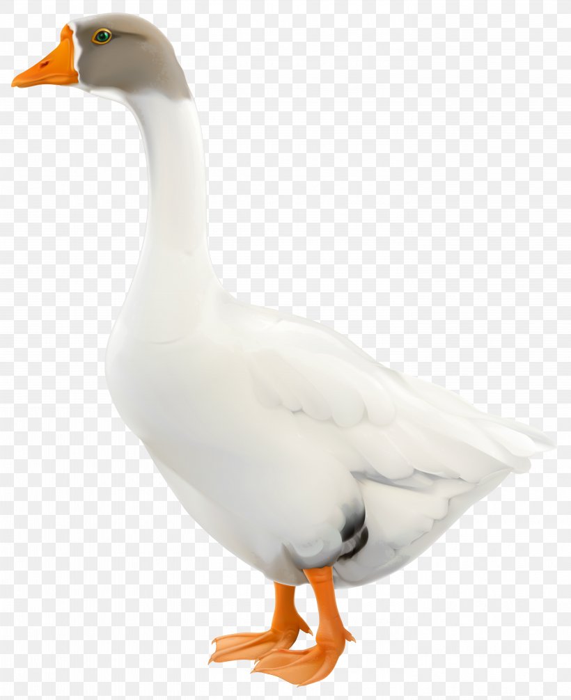 Goose Duck Animal, PNG, 5701x7000px, Goose, Anatidae, Animal, Beak, Bird Download Free