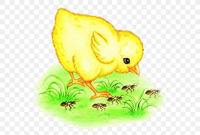 Ant Watercolor Painting Gratis, PNG, 650x555px, Ant, Beak, Bird, Chicken, Common Pet Parakeet Download Free