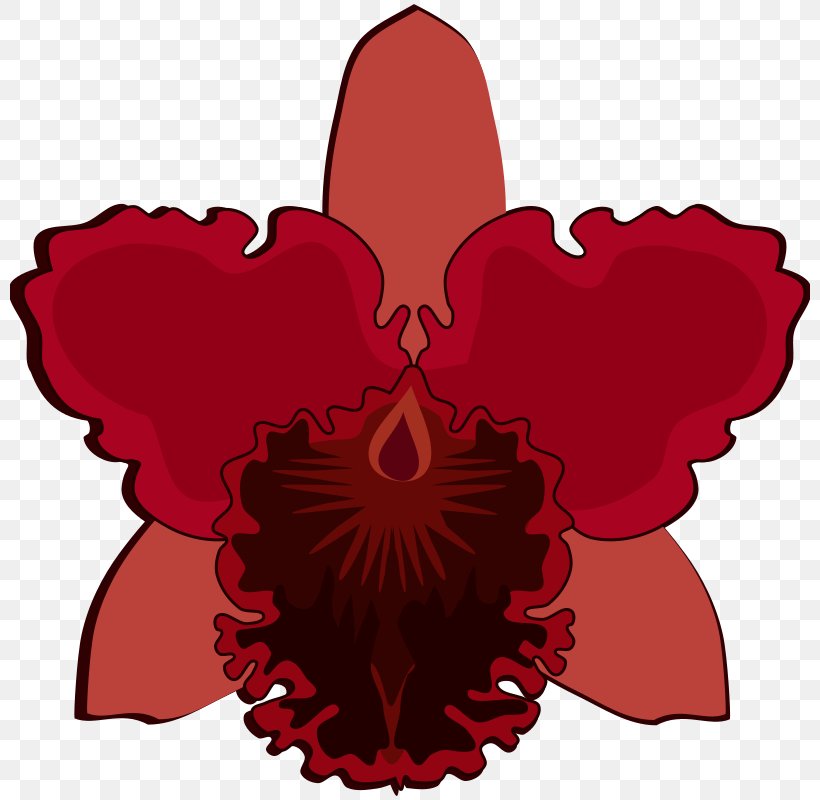 Clip Art Moth Orchids Flowering Plant, PNG, 800x800px, Orchids, Cattleya Orchids, Cut Flowers, Drawing, Flower Download Free