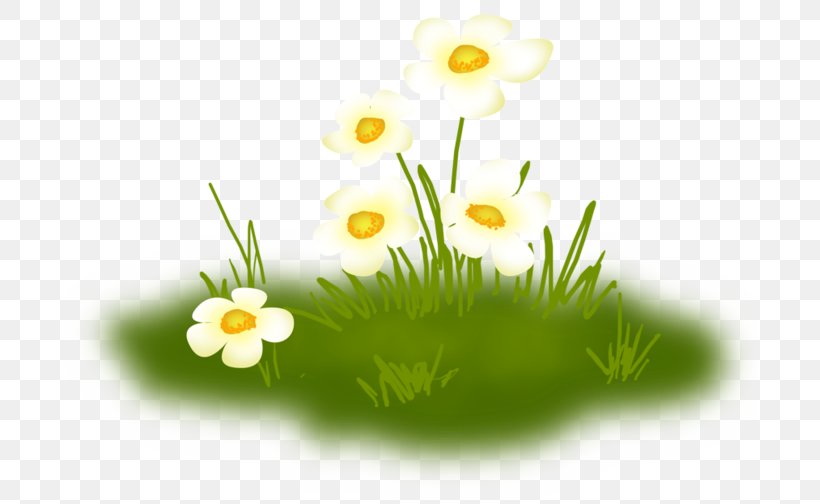 Clip Art Blog Roman Chamomile Desktop Wallpaper, PNG, 699x504px, Blog, Chamaemelum Nobile, Chamomile, Chamomiles, Daisy Download Free