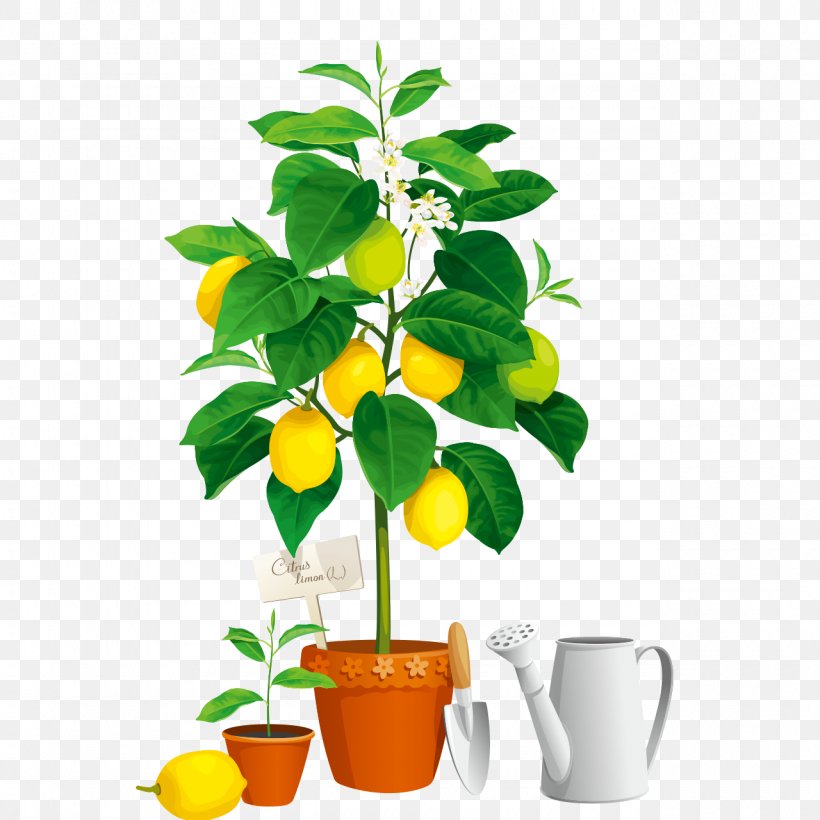 Vector Graphics Wall Decal Stock Photography Stock Illustration, PNG, 1280x1280px, Wall Decal, Art, Branch, Calamondin, Citrus Download Free