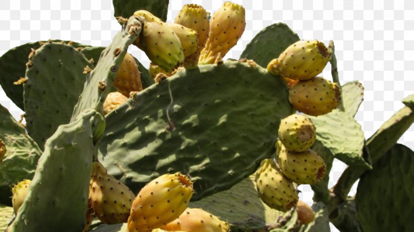 Barbary Fig Eastern Prickly Pear Cactaceae Thorns, Spines, And Prickles Plant, PNG, 1016x570px, Barbary Fig, Cactaceae, Cactus, Caryophyllales, Common Fig Download Free