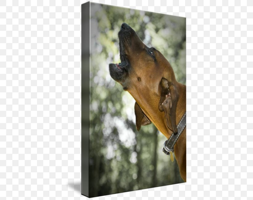 Great Dane Redbone Coonhound Plott Hound Bloodhound Black And Tan Coonhound, PNG, 399x650px, Great Dane, Bark, Bay Dog, Black And Tan Coonhound, Bloodhound Download Free