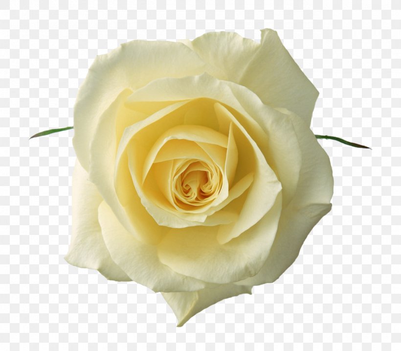 Rose Flower White Clip Art, PNG, 1280x1120px, Rose, Color, Cut Flowers, Floribunda, Floristry Download Free