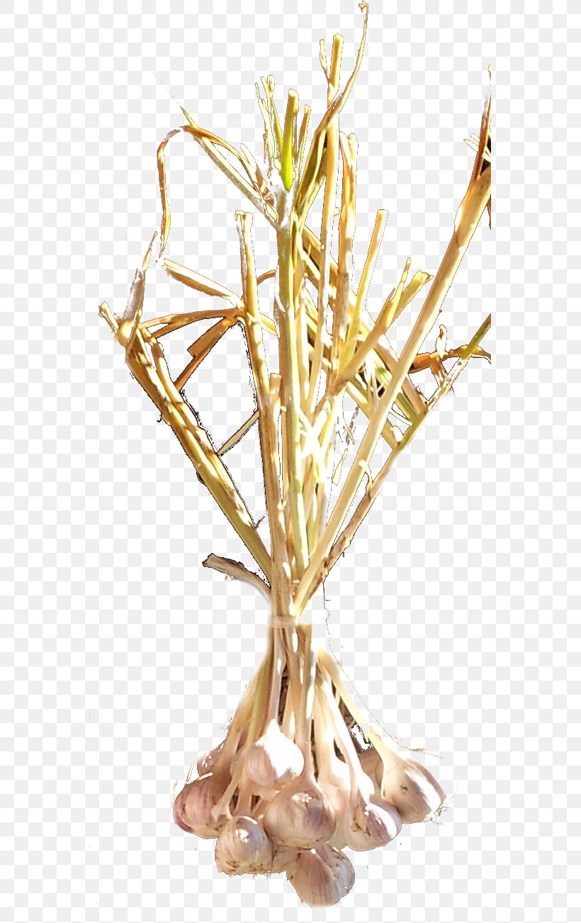 Twig Plant Stem Commodity Grasses, PNG, 567x1302px, Twig, Branch, Commodity, Grass Family, Grasses Download Free