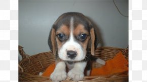 Puppy - Beagle-Harrier Finnish Hound Beagle-Harrier Hamilton Hound PNG