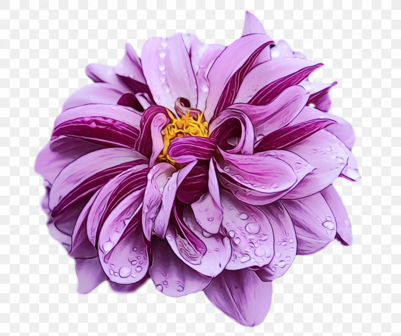 Dahlia Flower Cut Flowers Chrysanthemum Painting, PNG, 1526x1280px, Watercolor, Chrysanthemum, Cut Flowers, Dahlia, Download Images Download Free