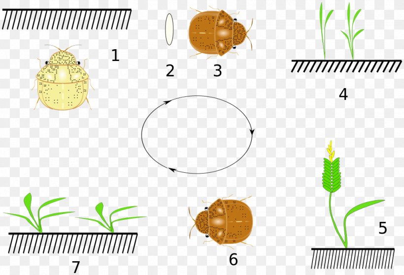 Plant Body Jewellery Clip Art, PNG, 1024x699px, Plant, Animal, Body Jewellery, Body Jewelry, Jewellery Download Free
