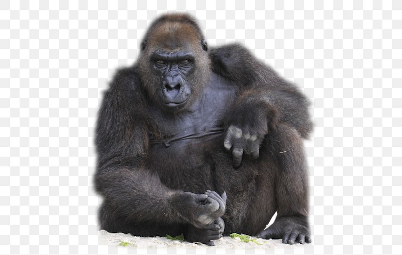 800-pound Gorilla Ape Orangutan Monkey, PNG, 600x521px, 800pound Gorilla, Gorilla, Advertising, Ape, Fur Download Free