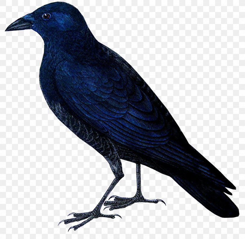 American Crow Rook New Caledonian Crow A History Of British Birds, PNG, 1600x1557px, American Crow, Beak, Bird, Blackbird, Common Raven Download Free