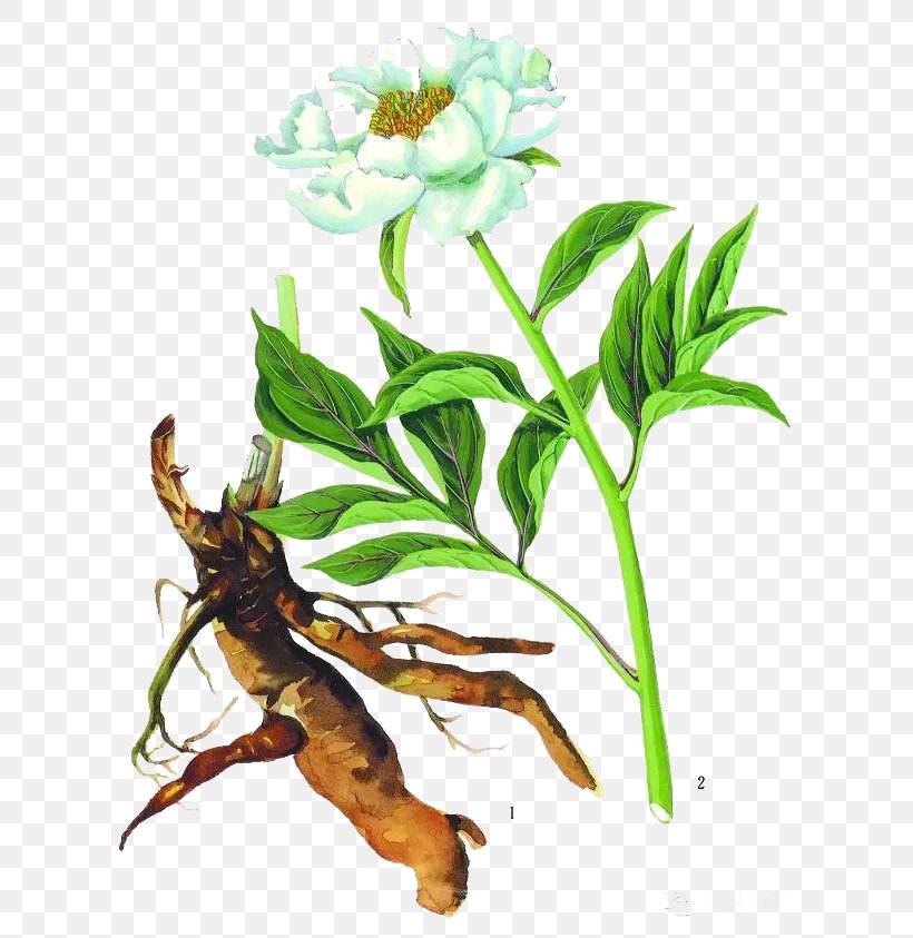 Bai Mudan Peony Paeonia Lactiflora Extract Root, PNG, 640x843px, Bai Mudan, Asian Ginseng, Chinese Herbology, Extract, Flora Download Free
