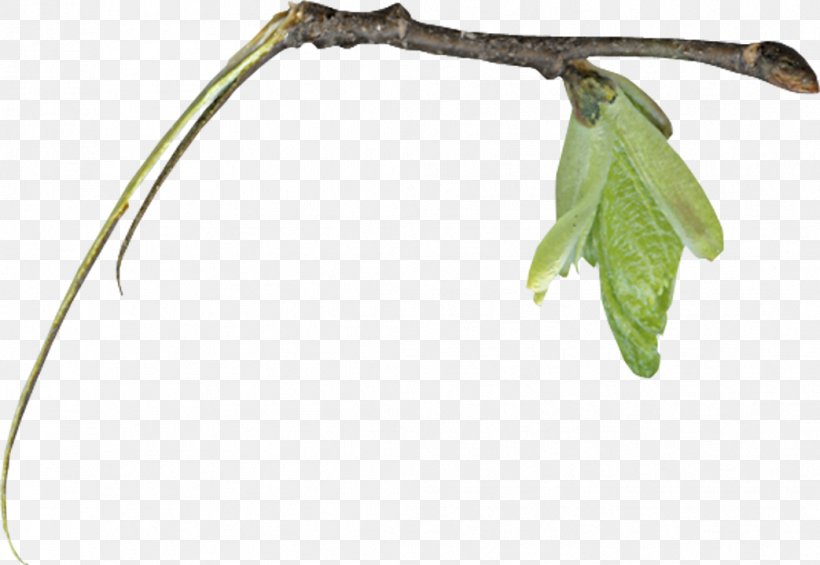 Twig Leaf Root, PNG, 1043x719px, Twig, Branch, Google Images, Jpeg Network Graphics, Leaf Download Free