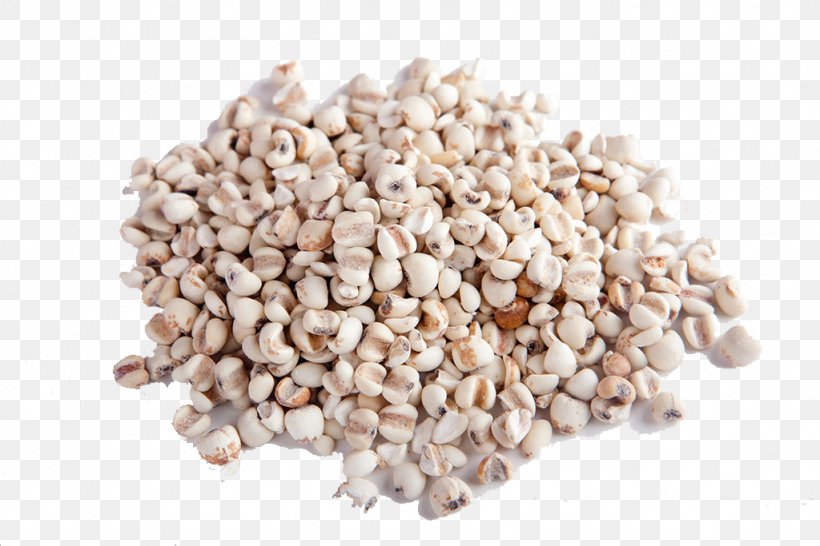 Adlay Moisture Barley U6e7fu90aa, PNG, 1024x683px, Adlay, Barley, Coix, Coix Lacrymajobi, Commodity Download Free