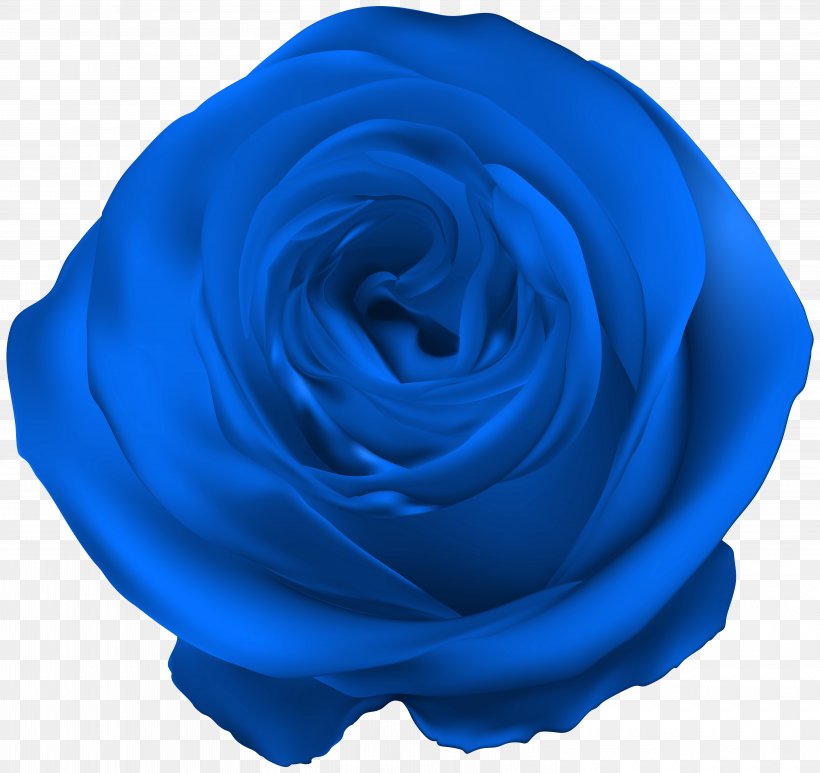 Blue Rose Royal Blue, PNG, 6000x5663px, Centifolia Roses, Azure, Blue, Blue Rose, Cobalt Blue Download Free