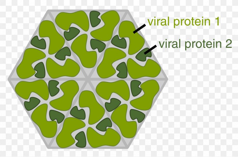 Capsid Virus Viral Protein Virion, PNG, 1280x846px, Capsid, Area, Cell, Dna, Genome Download Free