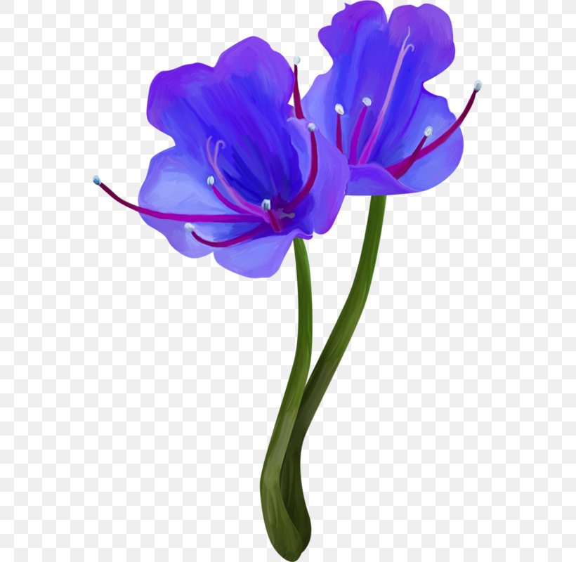 Cut Flowers Plant Stem Flower Bouquet Clip Art, PNG, 555x800px, Flower, Chrysanthemum, Common Hibiscus, Crocus, Cut Flowers Download Free