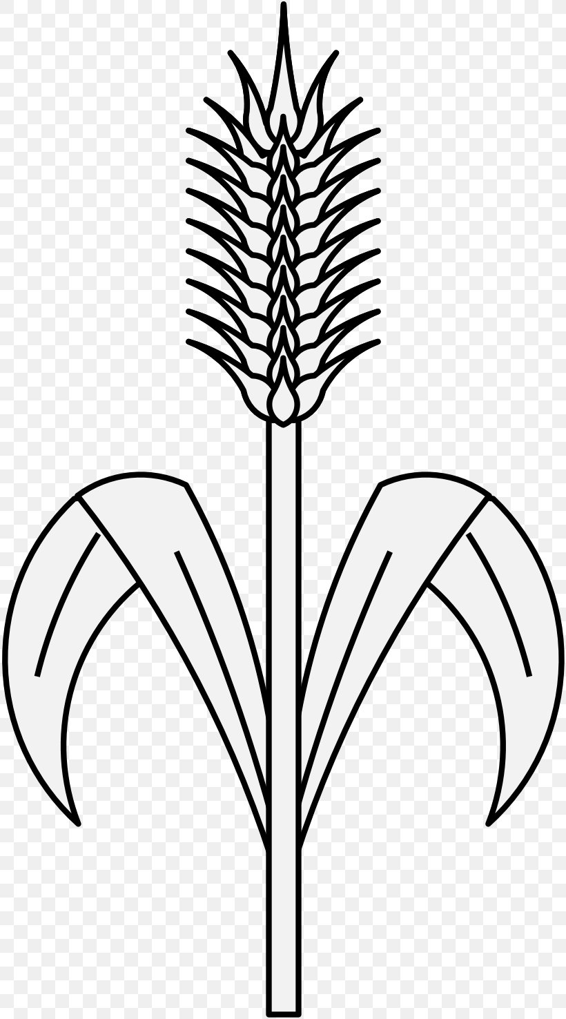 Plant Stem Leaf Grasses Drawing Wheat, PNG, 817x1476px, Plant Stem, Artwork, Black And White, Branch, Commodity Download Free
