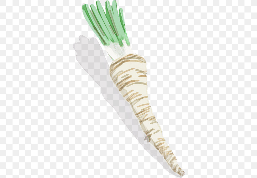 Radish Vegetable Daikon Parsnip Root Vegetable, PNG, 570x570px, Radish, Daikon, Food, Herb, Leek Download Free
