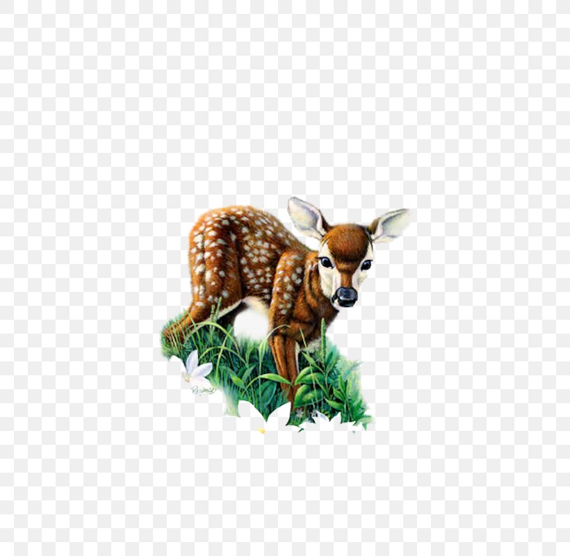 Red Deer Roe Deer Clip Art, PNG, 800x800px, Deer, Animation, Blog, Fauna, Gimp Download Free