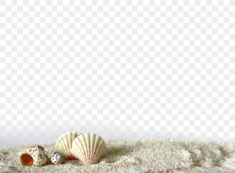 Beach Of La Concha Seashell Sand Light, PNG, 3800x2800px, Beach Of La Concha, Beach, Flooring, Light, Nerve Net Download Free