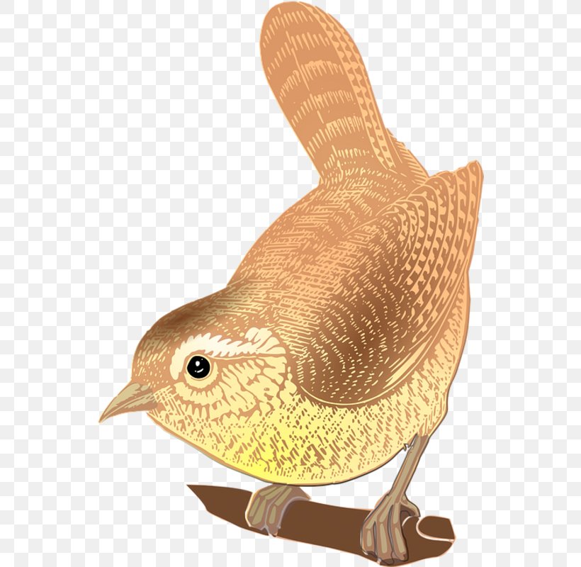 Bird Clip Art Eurasian Wren Vector Graphics, PNG, 546x800px, Bird, Animal Figure, Beak, Cactus Wren, Carolina Wren Download Free