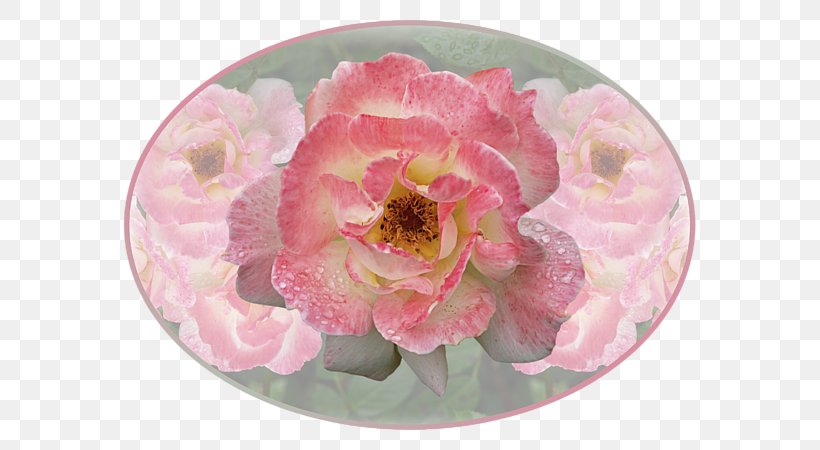 Cabbage Rose Cut Flowers Peony Petal Pink M, PNG, 600x450px, Cabbage Rose, Cut Flowers, Flower, Flowering Plant, Peony Download Free