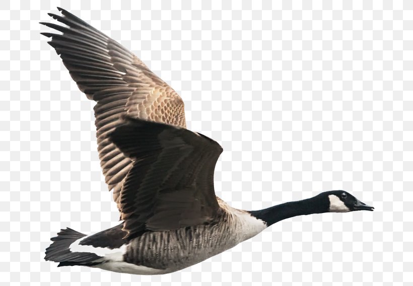 Canada Goose Bird Greylag Goose, PNG, 700x568px, Goose, Animal Migration, Anser, Beak, Bird Download Free