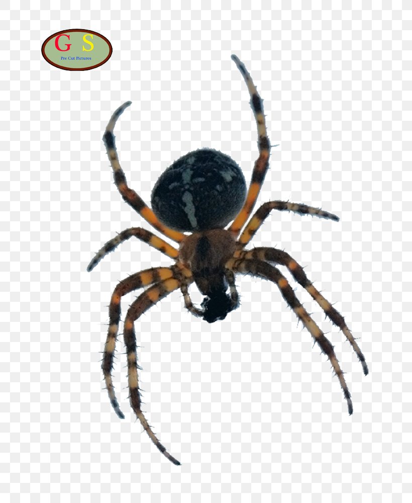 European Garden Spider Barn Spider Stock Photography, PNG, 800x1000px, Spider, Angulate Orbweavers, Animal, Arachnid, Araneus Download Free