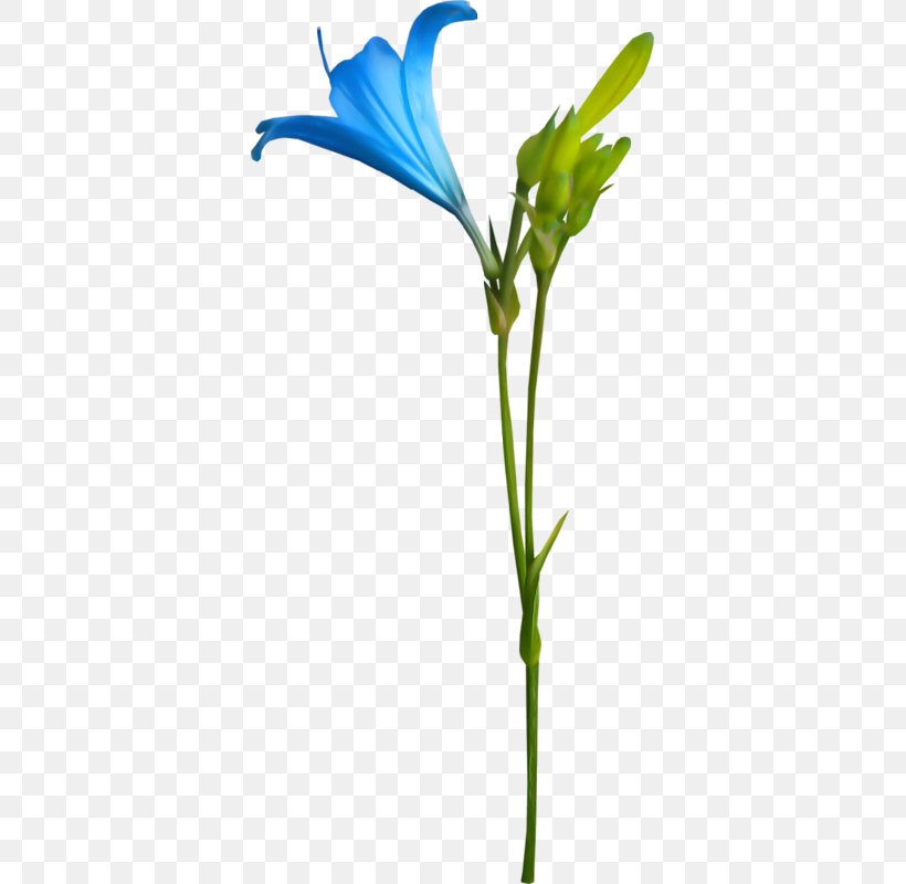 Flower Petal Animation Lilium, PNG, 365x800px, Flower, Animation, Blog, Bud, Cut Flowers Download Free