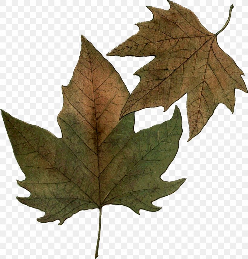 Maple Leaf Leaf Carving Art, PNG, 1131x1178px, Maple Leaf, Art, Artist, Autumn, Botany Download Free