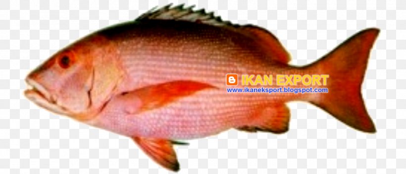Northern Red Snapper Fish Barramundi Marine Biology Tilapia, PNG, 1600x686px, 2017, Northern Red Snapper, Animal, Animal Figure, Barramundi Download Free