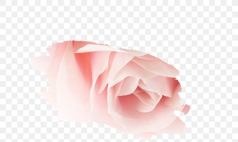 Garden Roses Pink M Petal Close-up, PNG, 770x490px, Garden Roses, Closeup, Flower, Flowering Plant, Garden Download Free
