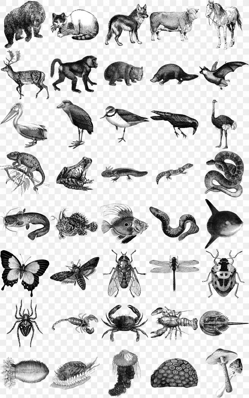Honey Bee Animals: 1,419 Copyright-Free Illustrations Of Mammals, Birds, Fish, Insects, Etc Animals: 1,419 Copyright-Free Illustrations Of Mammals, Birds, Fish, Insects, Etc, PNG, 2000x3200px, Honey Bee, Animal, Arthropod, Bee, Black And White Download Free