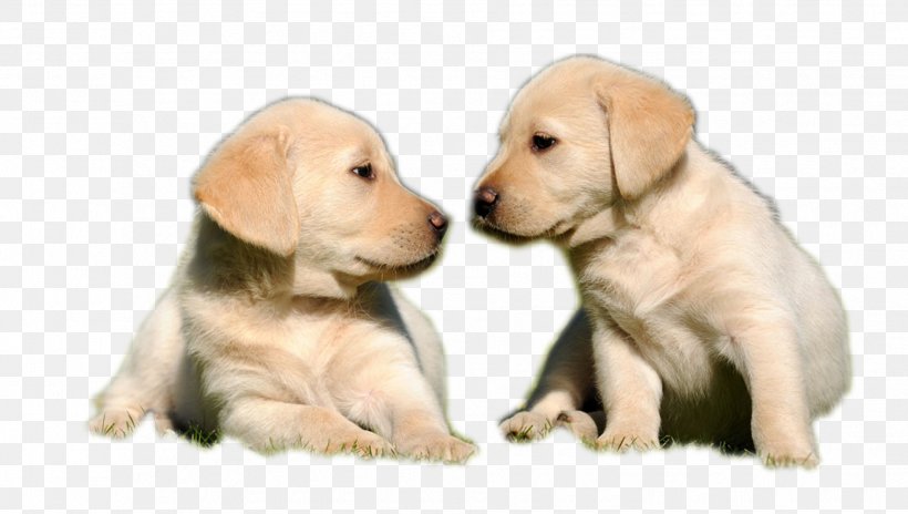 Labrador Retriever Golden Retriever Puppy Pet Hunting Dog, PNG, 1884x1067px, Labrador Retriever, Breed, Carnivoran, Companion Dog, Cuteness Download Free
