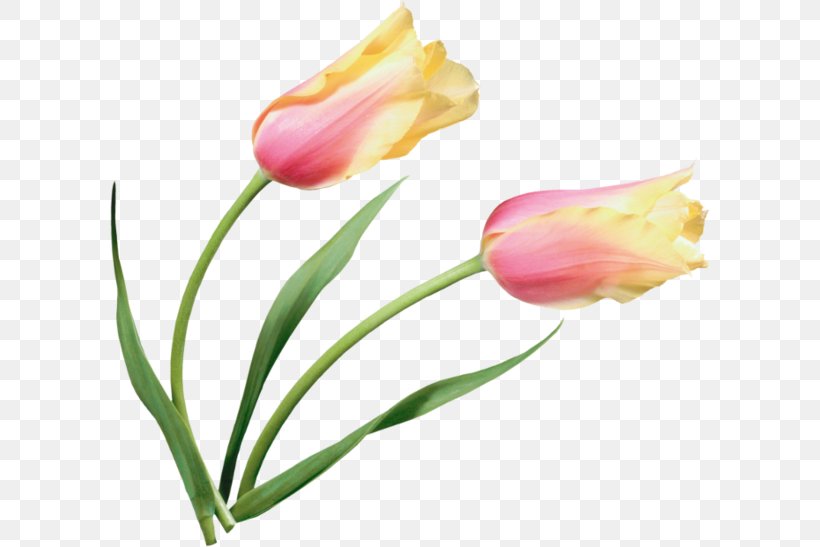 Tulip Flower Painting Clip Art, PNG, 600x547px, Tulip, Bud, Close Up, Flower, Flowering Plant Download Free