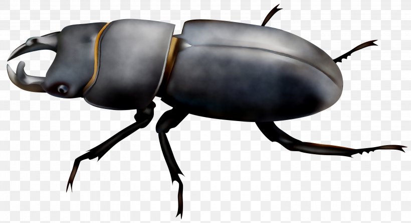 Clip Art Beetle Illustration Image, PNG, 3000x1627px, Beetle, Art, Arthropod, Blister Beetles, Darkling Beetles Download Free