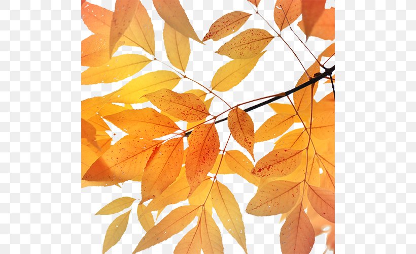 Maple Leaf Autumn, PNG, 500x500px, Maple Leaf, Autumn, Branch, Deciduous, Google Images Download Free