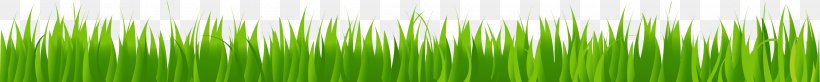 Wheatgrass Green Energy Plant Stem Wallpaper, PNG, 3001x303px, Wheatgrass, Computer, Energy, Grass, Grass Family Download Free