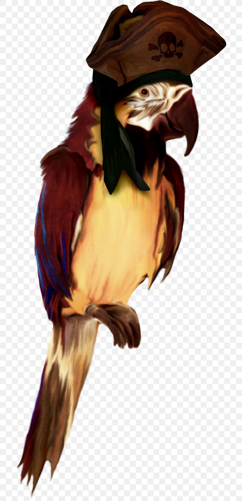 Bird Piracy Parakeet Clip Art, PNG, 717x1696px, Bird, Art, Beak, Bird Of Prey, Digital Image Download Free