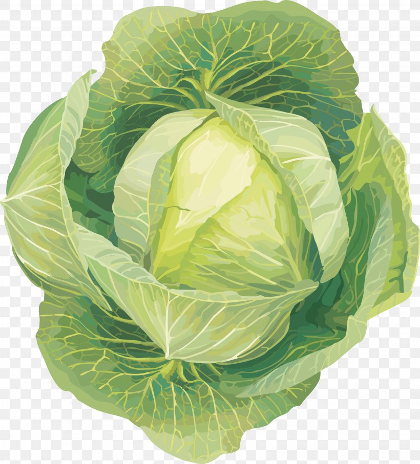 Cabbage Cauliflower Vegetable Kohlrabi Clip Art, PNG, 3166x3505px, Vegetable, Cabbage, Cauliflower, Collard Greens, Cruciferous Vegetables Download Free
