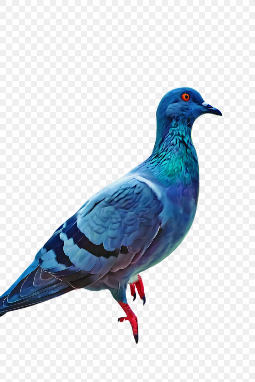Dove Bird, PNG, 1632x2448px, Pigeons And Doves, Beak, Bird, Blue, Cobalt Download Free