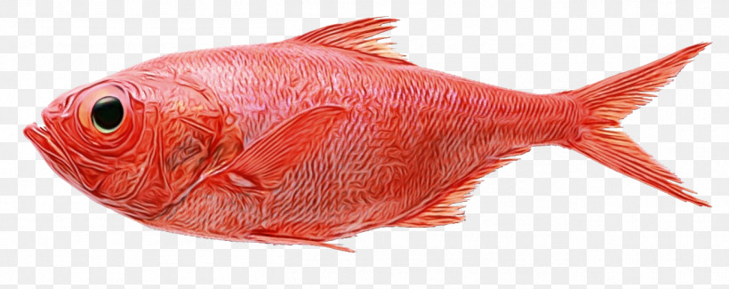 Fish Northern Red Snapper Red Drum Saltwater Fish Snappers, PNG, 1306x518px, Watercolor, Bigeye Tuna, Fish, Fish Hook, Fishing Download Free