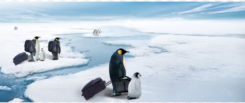 Advertising Refrigerator Poster Publicity, PNG, 7697x3240px, Advertising, Arctic, Bird, Creativity, Flightless Bird Download Free